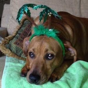 Meet your Posher, Chris